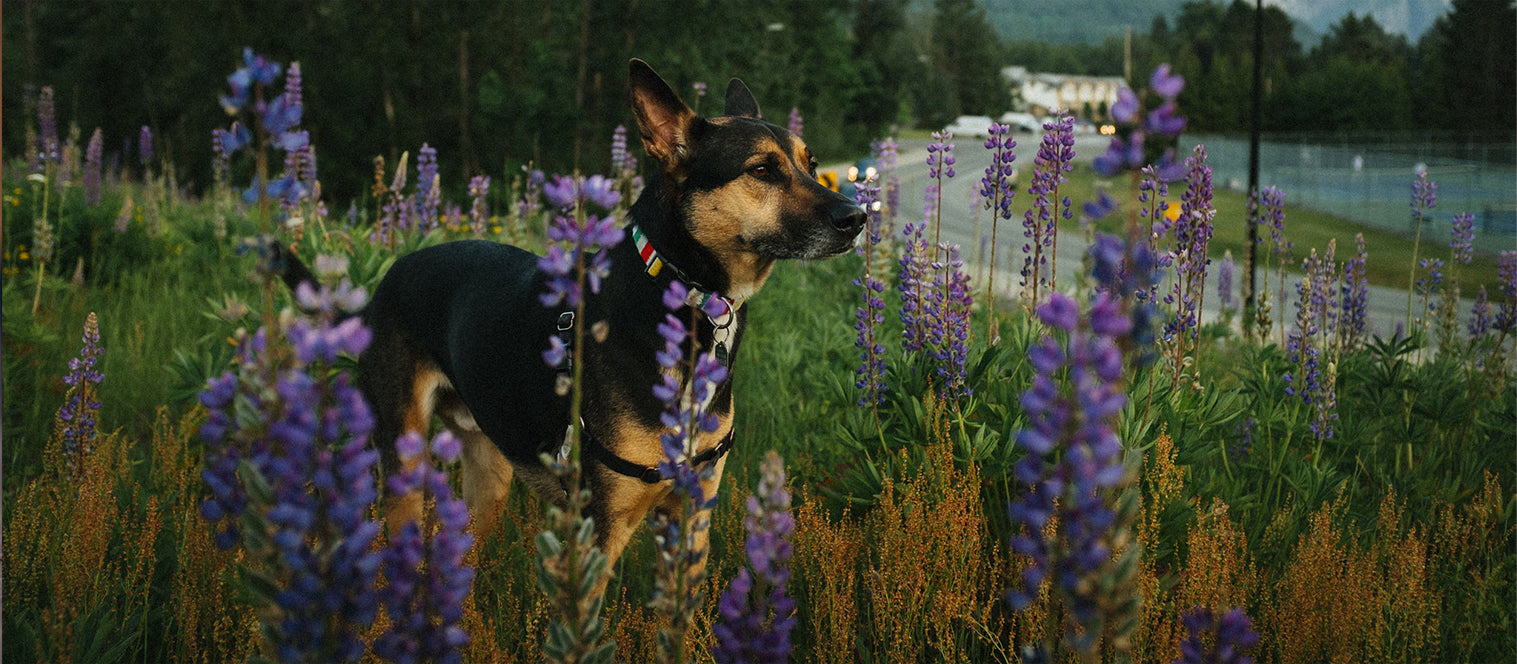 Dog Friendly Breweries In Vancouver