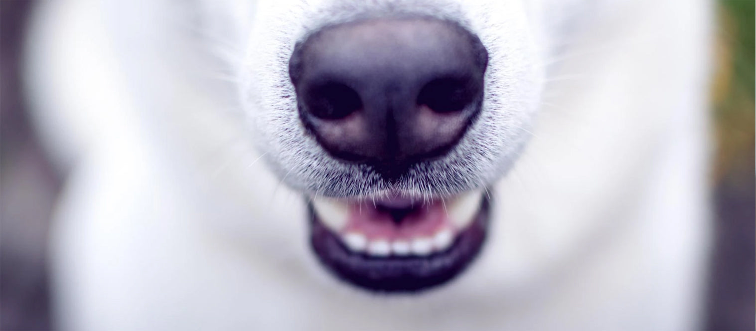 Launching New Flavours