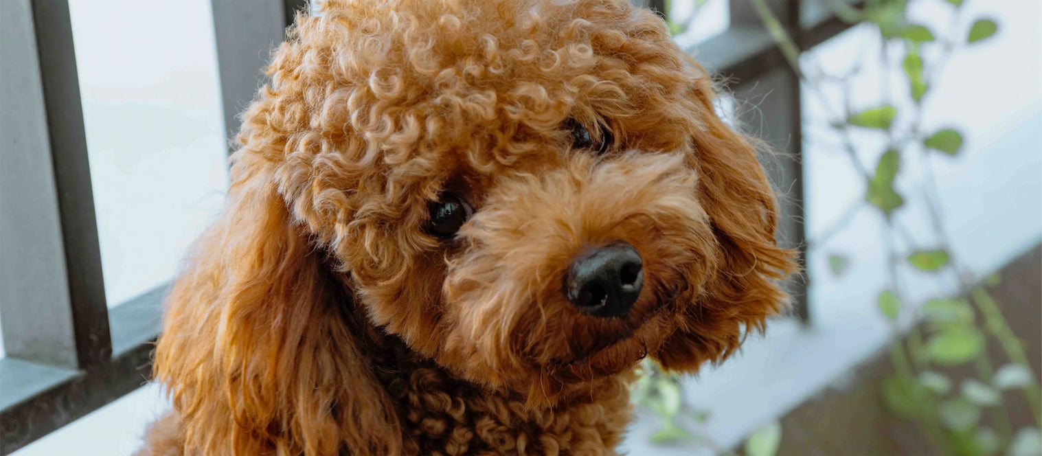 Help! I Think My Dog Has Allergies