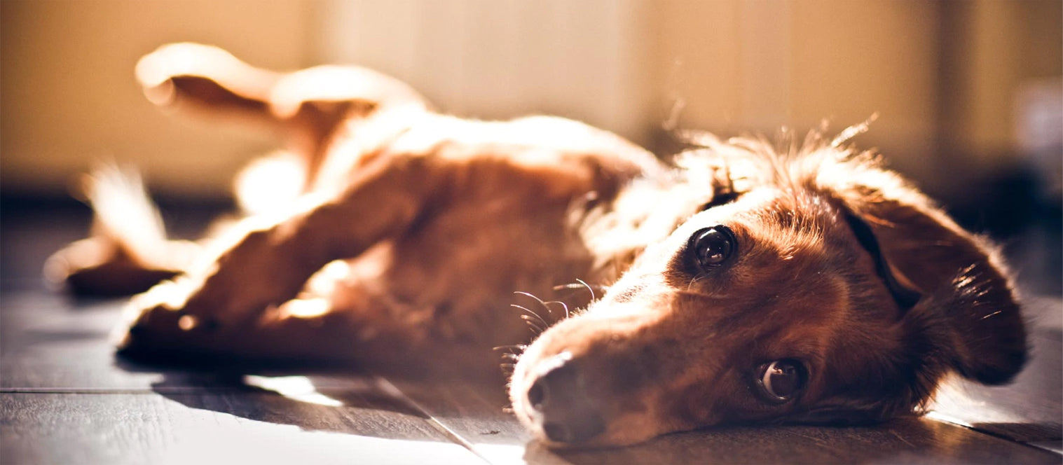 How To Make Sure Your Pup Has A Safe Canada Day!